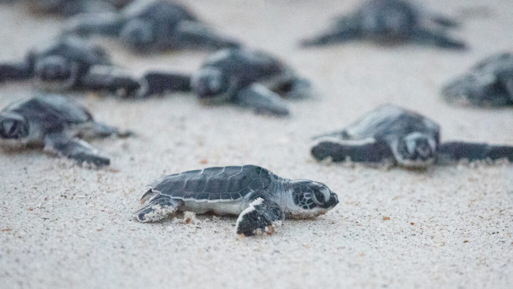 Sea Turtles at Bahia Honda State Park