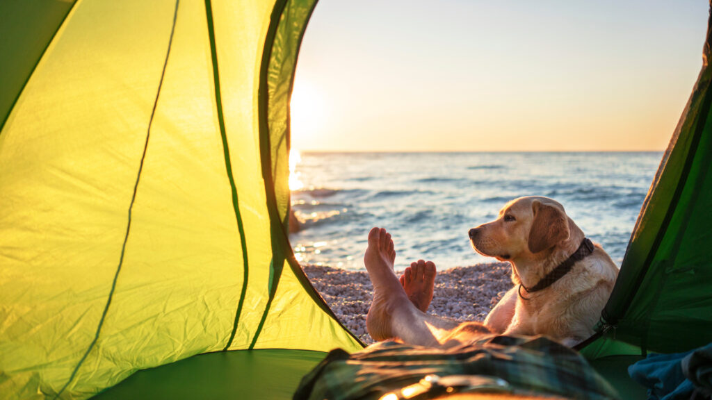 A dog sitting in a tent by the sea